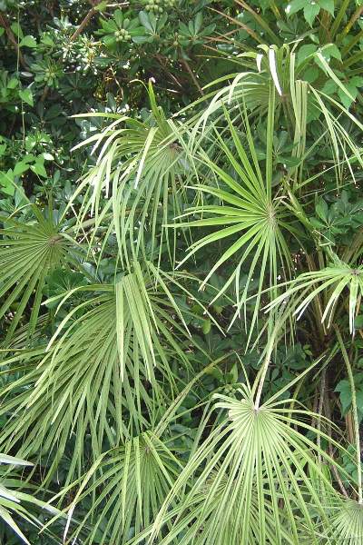 Mediterranean Fan Palm